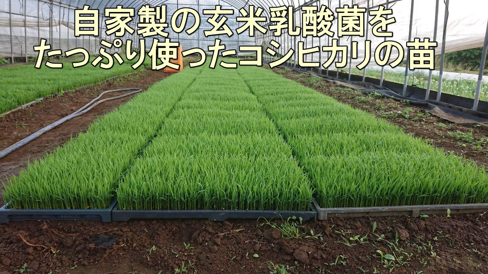 Amazon.co.jp: 屋久島産シリカ粒 約一ヶ月分 無農薬・無化学肥料栽培の